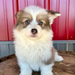 Mint Collar Girl Clover - Sable female Pembroke Welsh Corgi puppy in Paris, Kentucky from Flat Run Corgis