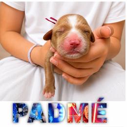 PADME - Red  female Goldendoodle puppy in Minneapolis, Minnesota from The Golden Roo