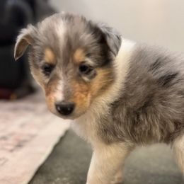 Frosty - Blue merle male Collie puppy in Underwood, Indiana from Third Gen Collies