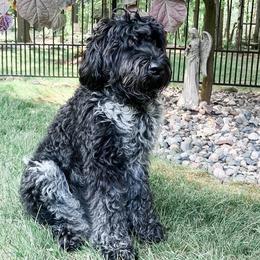 Australian Labradoodle All Grown Up from Heritage Manor Labradoodles (HML)