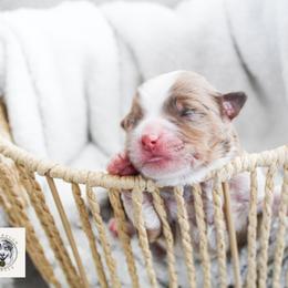 Miniature Australian Shepherd Puppies from Yarborough Kennels