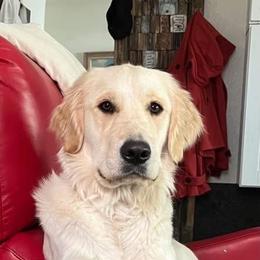 Summer - Golden Retriever