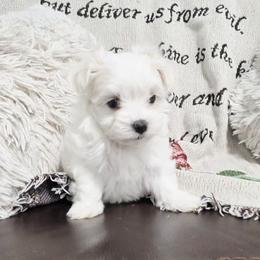 Nano - White male Maltese puppy in Austin, Texas from Austin Maltese Babies