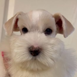 Tucker - Miniature Schnauzer