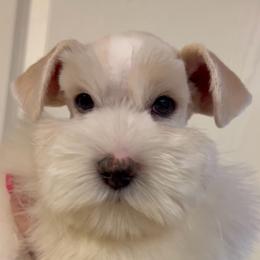 Tucker - Miniature Schnauzer