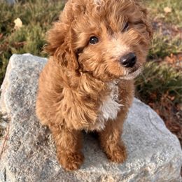 Mouse - Aussiedoodle puppy from Clemleth Aussiedoodles