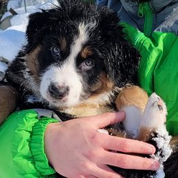 Australian Shepherds from LieberAussie