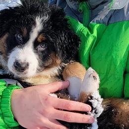 Australian Shepherds from LieberAussie