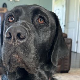 Maggie - Labrador Retriever