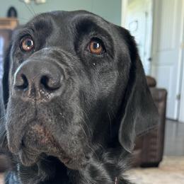 Maggie - Labrador Retriever