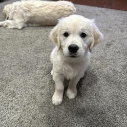 Golden Retriever Puppies from Steele Goldens
