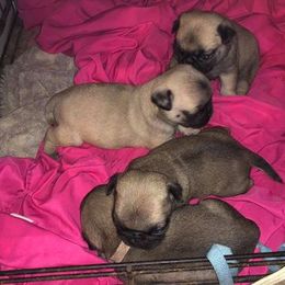 Pug Puppies from tamispets