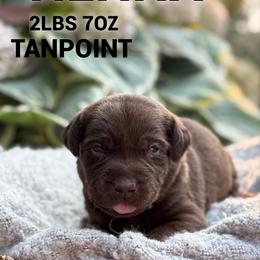 Henna - Chocolate female Dilute Retriever puppy in Puyallup, Washington from 12 Door Farm Labradors