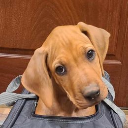 Rhodesian Ridgeback Puppies from TerraCotta Kennels