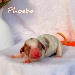 Phoebe - Parti female Goldendoodle puppy in Urbana, Illinois from ZaraDoodles