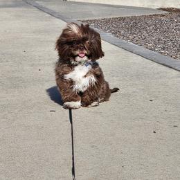 Rocco - Shih Tzu