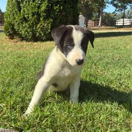 Hanna- one blue eye - Black and white female Border Collie puppy in Chattanooga, Tennessee from Ross Vegas Kennels