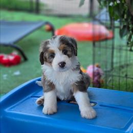 Beauty - Merle female Bernedoodle puppy in Mc Gaheysville, Virginia from Doting Doodles