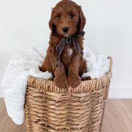 Boy 2 - Red  male Goldendoodle puppy in Schulenbrug, Texas from Wright Doodles & Poodles
