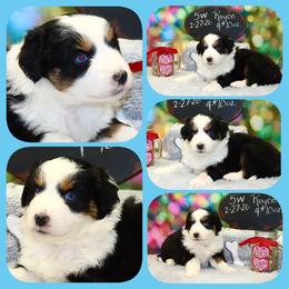 Rolls Royce - Black tri male Toy Australian Shepherd puppy in Levelland, Texas from Once Upon a Time Aussies
