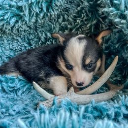 Light pink girl - Black and white female Companion Cross puppy in Helmville, Montana from CKO Country Road Aussies