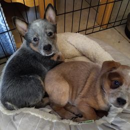 Australian Cattle Dog Puppies from FullMoon Cattle Dogs