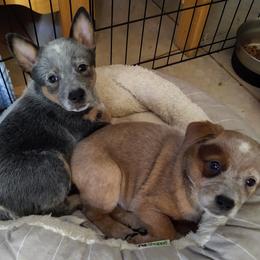 Australian Cattle Dog Puppies from FullMoon Cattle Dogs