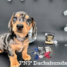 Miss Scarlett - Dapple female Dachshund puppy in Ben Wheeler, Texas from P&P Dachshunds