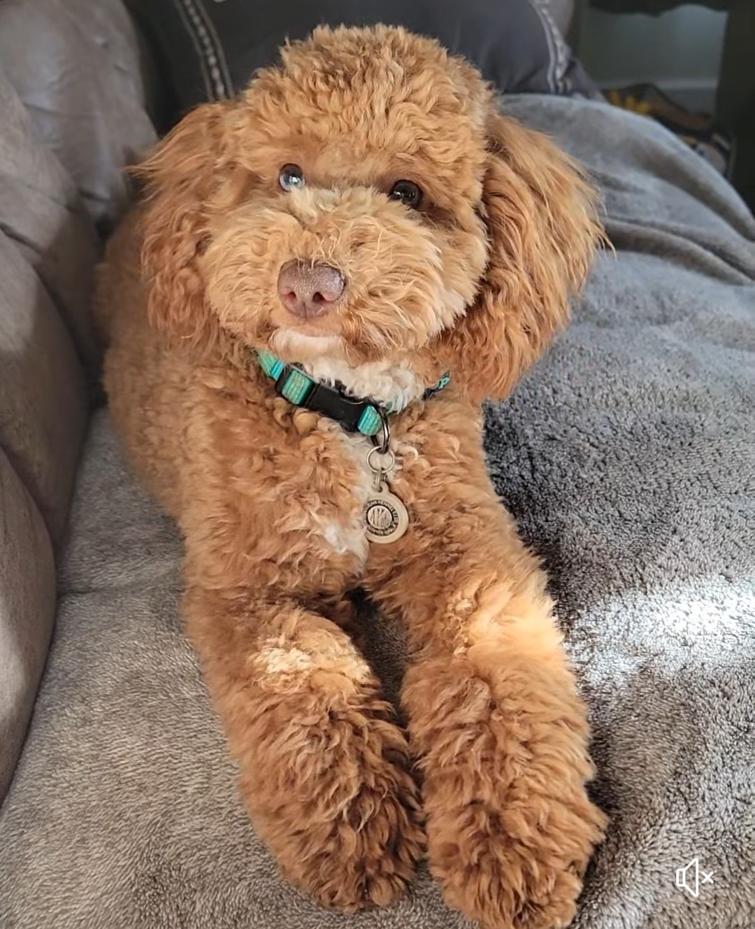 Fozzie
