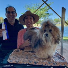 Havanese All Grown Up from Jacqueline Carney