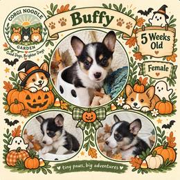 Buffy - Black and tan female Pembroke Welsh Corgi puppy in Garden Grove, California from Corgi Noodles Garden