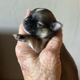 Rocket - Fawn and white male Chihuahua puppy in Tecumseh, Oklahoma from Callie’s Happy Chihuahuas, Callie’s Happy Treasures LLC