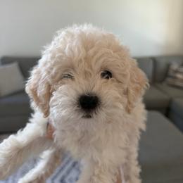 Puppy 2 - Apricot female Poodle puppy in Grass Valley, California from Cuddle Paws Poodles