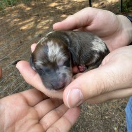 Cocoa - Dapple female Dachshund puppy in Sandpoint, Idaho from Upper Pack River Mini Dachshunds
