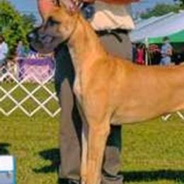 Great Danes and Portuguese Podengo Pequenos from GrinerDanes