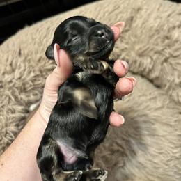 Umbreon - Black male Havanese puppy in Orange, California from Havanese Bragger’s