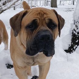 Boerboels from Jotunheim Boerboels