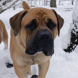 Boerboels from Jotunheim Boerboels