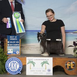 Greta - Chinese Crested