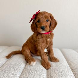 Red Collar - Red  female Goldendoodle puppy in Billings, Montana from Montana Raised Doodles