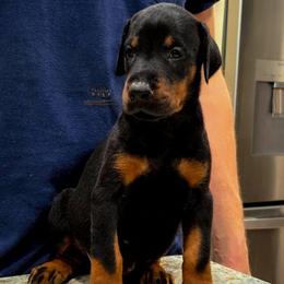 Kloe - Black and rust female Doberman Pinscher puppy in China Township, Michigan from Snell's Superior Kennel Dobermann & GSP