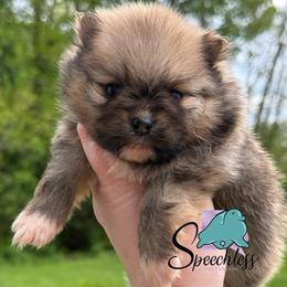 Tito- 4000.00 dollars - Orange sable male Pomeranian puppy in Perry County, Ohio from Speechless Pom’s