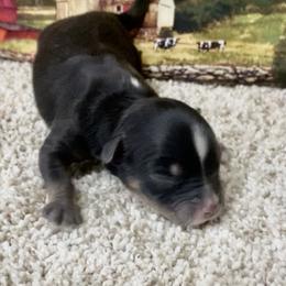 Black Tri-1 Dot - Black tri female Miniature Australian Shepherd puppy in Ronan, Montana from Dirt Road Aussie’s of Montana