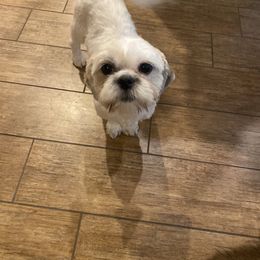 Faith - Shih Tzu