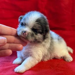 Armani - Blue merle male Pomeranian puppy in Waterloo, Indiana from Garcias Pomeranian
