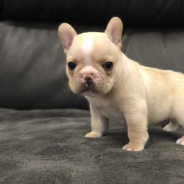 French Bulldog Puppies from Roughneck Frenchies