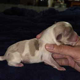Lavender merle male - Merle male Chihuahua puppy in Newark, Ohio from Gemini Kennels