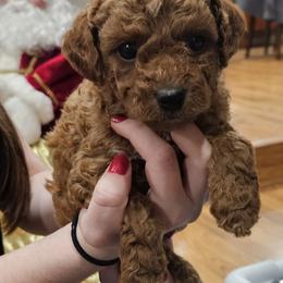Cavapoo Puppies from Cool Cavapoos