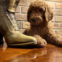 Poodles from SPoiled SPoos