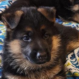 German Shepherd puppies from Strittmater Kennels